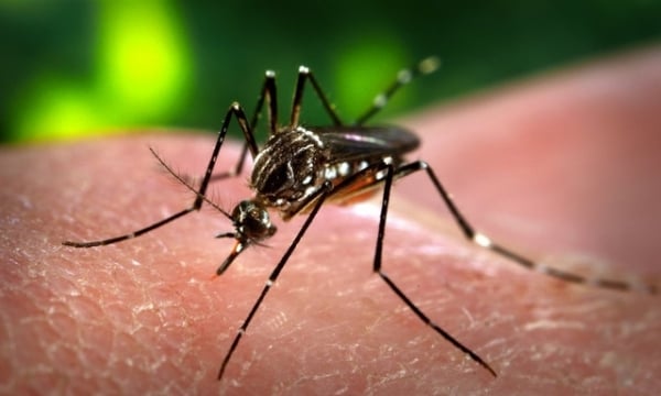 TP.HCM: Thêm 8 ca nhiễm virus Zika